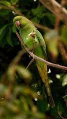 Rose-ringed Parakeet Psittacula krameri