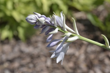 fragrant plantain-lily flowers