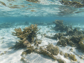 Critically Endangered Elkhorn Coral