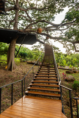 escalera para acceder a terraza en un árbol