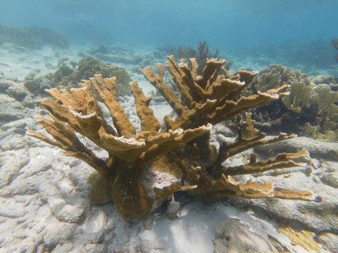 Critically Endangered Elkhorn Coral