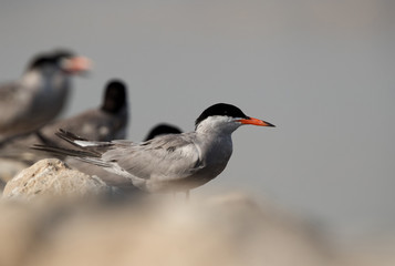 White-cheeked terns perched on a limestone rocks, a eye level shot, Bahrain 