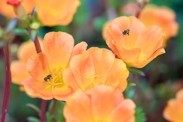 A bee on a blooming flower. Summer Meadow, flowers and bee. The bee collects honey on a rape flower. little bee flying over flowering branches of trees and collecting nectar in early spring.