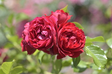 florentina kortrameilo rose