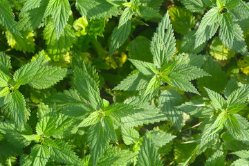 Stinging nettle leaves as background. Beautiful texture of nettle. Top view. 