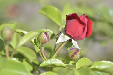 florentina kortrameilo rose