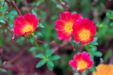 Flower in the garden called Common Purslane, Verdolaga, Pigweed, Little Hogweed, Portulaca, sun plant or Pusley. Portulaca oleracea is blooming in the garden.