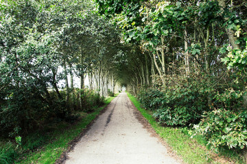 Fototapeta na wymiar An alley of overgrown trees in Buren, Ameland