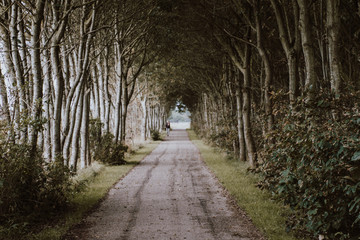 Fototapeta premium An alley of overgrown trees in Buren, Ameland