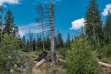 Invasion of the bark beetle destroys national park trees