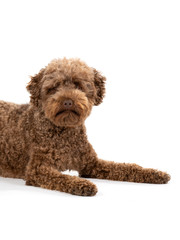 Australian labradoodle portrait in studio. Image taken with white background, isolated on white. Copy space.