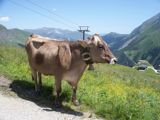 Fototapeta na wymiar cow with bell