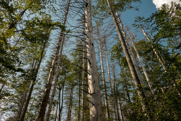 Fototapeta premium Invasion of the bark beetle destroys national park trees