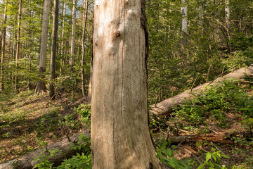 Invasion of the bark beetle destroys national park trees