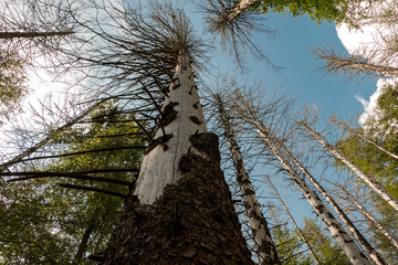 Invasion of the bark beetle destroys national park trees