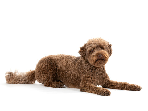 Australian labradoodle portrait in studio. Image taken with white background, isolated on white. Copy space.