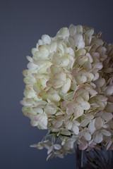 Hydrangea flower on gray background in glass vase