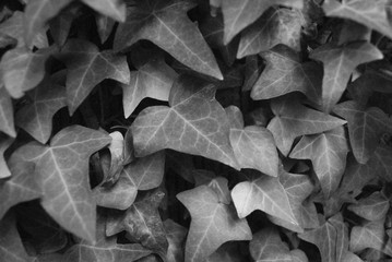 ivy