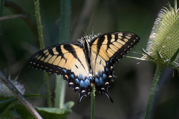 Butterfly 2019-99 / Tiger Swallowtail (Papilio glaucus)