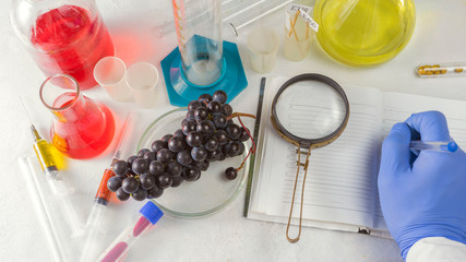 Experiments with grape fruits in the laboratory. The hand of a scientist writes in a notebook. Top view.