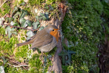 European Robin (Erithacus rubecula) in the nature protection area Moenchbruch near Frankfurt, Germany.