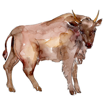 Bull farm animal isolated. Watercolor background illustration set. Isolated bull illustration element.
