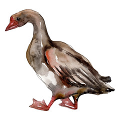 Goose farm animal isolated. Watercolor background illustration set. Isolated goose illustration element.