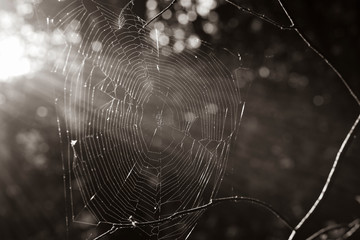 Spider web in sunlight, old spider web with lensflare, black and white, fine art