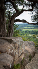 Tree growing out of the top of a rock formation