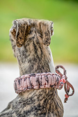 Whippet - hübsches breites Halsband 