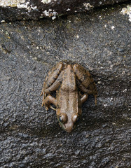 Copper-coloured frog at Ontario provincial park