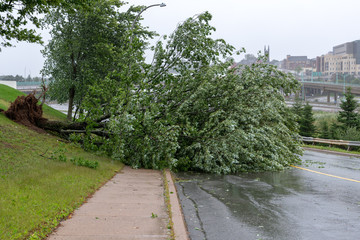 A large tree fallen across a road. The road is partially blocked. The tree fell due to high winds...