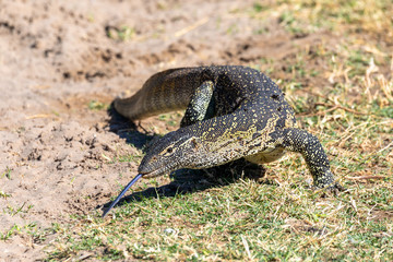 Fototapeta premium Monitor Lizard, Varanus niloticus in Chobe national park, Botswana Africa wildlife