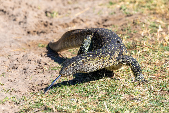 Monitor Lizard, Varanus niloticus in Chobe national park, Botswana Africa wildlife