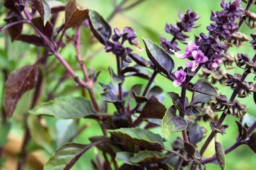 purple and green basil grows in the garden.  basil blossoms. eco-products in farm. Organic. Vegetarian. Health life.