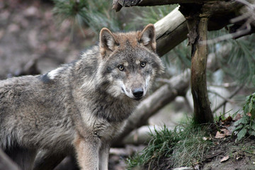 Jagender wilder Wolf auf Futtersuche im Wald. Raubtier scharfer Blick