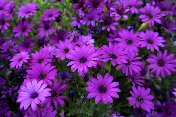 Fototapeta premium Osteospermum ecklonis (African daisies) at Madrid’s Royal Botanical Garden
