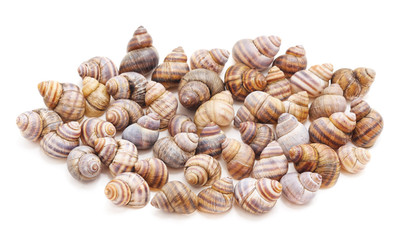 Collection of river shell.