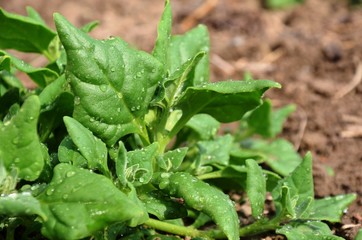 green spinach grows in the garden.  spinach blossoms. nutrition. eco-products in farm. Organic. Vegetarian. Health life