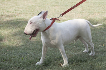 dog on green grass