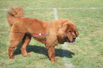 Fototapeta premium dog on grass