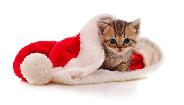 Kitten in the hat Santa.
