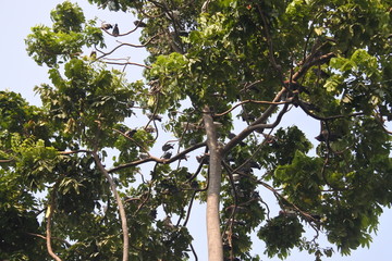 birds on a tree