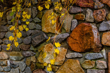 yellow tree in autumn