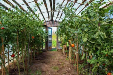 ripening red and green tomatoes in a greenhouse