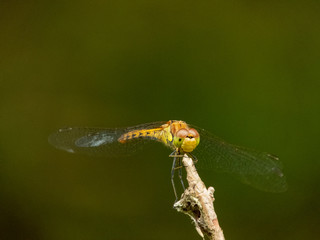 Dragonfly close up dof