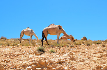Camels grazing in the desert in Jordan