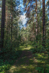 path in a pine forest in the afternoon