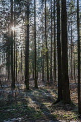 spruce forest, pinery, pine forest, Pine Tree, Fairy Forest, untouched spruce forest