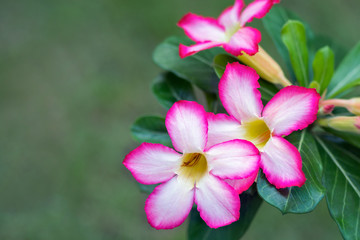 Adenium obesum or Desert Rose or  Pinkbignonia or Impala lily , beautiful pink flowers with green blur background in garden, Thailand.